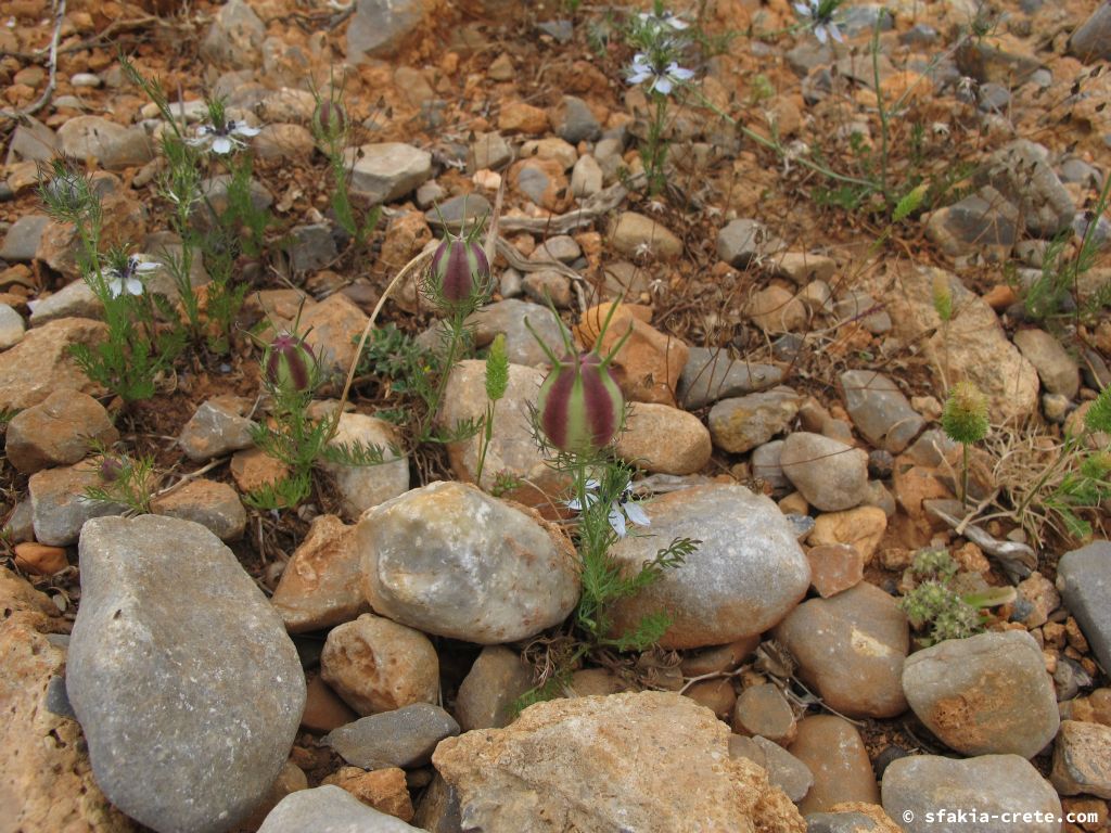 Photo report: Around Sfakia, Crete Spring 2013